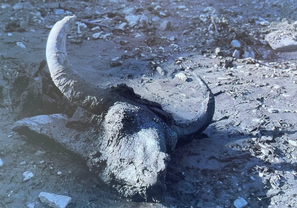 Blue Babe’s head as it appeared at Walter Roman’s gold mine in summer 1979. Photo by Dale Guthrie.