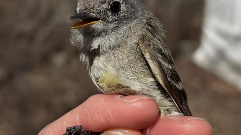 A Hammond’s flycatcher awaits her release on May 12, 2025 after being freed from a research net at the Creamer’s Field Migration Station in Fairbanks. At 8, the bird is the oldest known of her species. Photo by Alaska Songbird Institute.