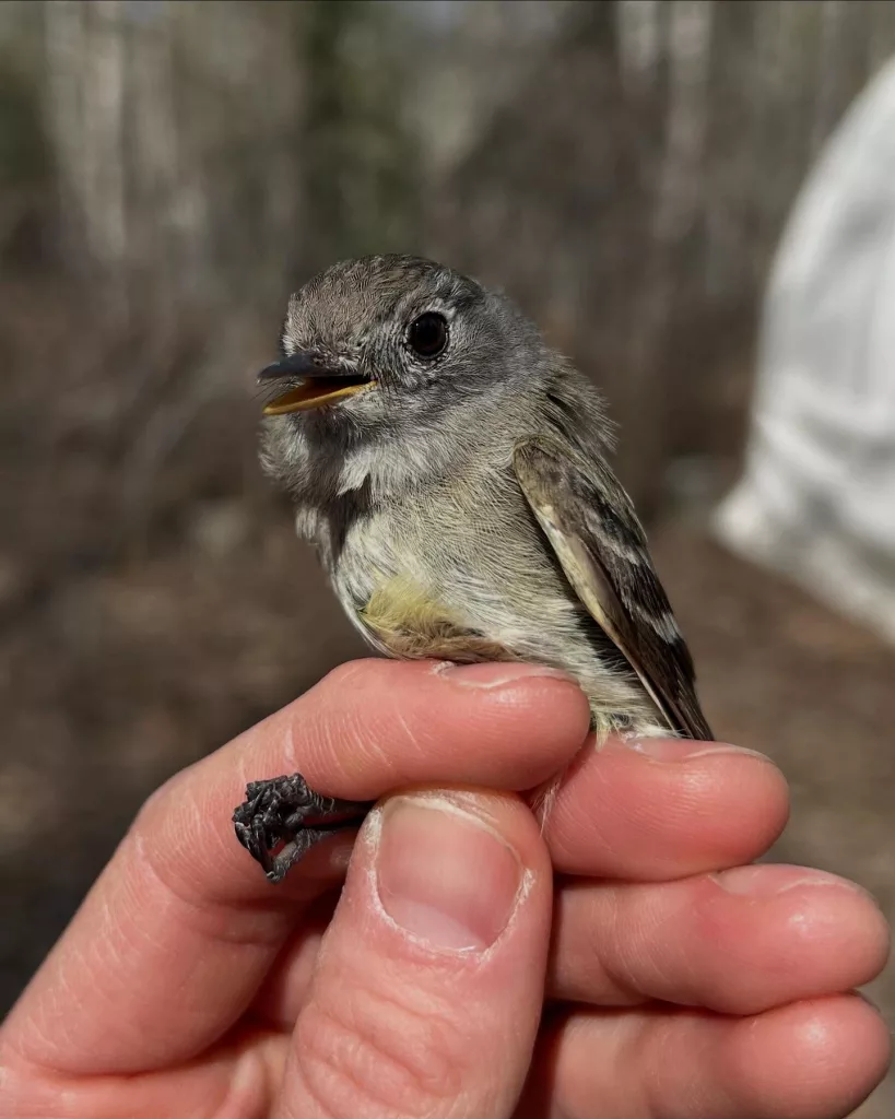  A Hammond’s flycatcher awaits her release on May 12, 2025 after being freed from a research net at the Creamer’s Field Migration Station in Fairbanks. At 8, the bird is the oldest known of her species. Photo by Alaska Songbird Institute.
