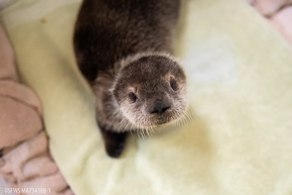 The Alaska SeaLife Center (ASLC) has admitted its first live patient of the 2025 wildlife response season a female northern sea otter pup rescued from a beach in Homer, Alaska. Estimated to be around two months old, the pup was found alone, lethargic, and malnourished.

The report came through ASLC’s 24-hour Stranded Marine Animal Hotline, prompting a swift response from ASLC wildlife response volunteers Mike Coffing and Sarah Wilhelm. After assessing the pup and confirming her critical condition, the team relayed their findings to ASLC staff in Seward, who immediately contacted the U.S. Fish and Wildlife Service to authorize her transport for urgent veterinary care. 

Before the journey to Seward, the pup received initial triage and stabilizing care at Kachemak Bay Animal Hospital, thanks to the support of Dr. Zach Gardenfors, ASLC Wildlife Response Staff Member Christie Hill, and the hospital team. Their rapid response helped prepare her for the next phase of treatment. With time of the essence, volunteer Mike helped get the pup to the ASLC faster by meeting the transport team en route.

“It was a super quick response by our Homer team that gave this little girl a chance,” said ASLC Husbandry Coordinator Deanna Trobaugh, who fielded the original call and helped coordinate the rescue. “It’s always a race against the clock with animals this young,” Trobaugh added. “Our team in Homer responded with urgency and compassion. Everything came together quickly to get her to the ASLC, where she could get the help she needed.”

Upon arrival at the Alaska SeaLife Center, the veterinary team found the pup suffering from dehydration, malnourishment, and a suspected injury to one of her front paws. She is currently receiving 247 care, stabilizing treatments, and additional diagnostics to better understand the severity of her condition.

Sea otter pups like this one need round-the-clock care in their earliest months of life, said Jane Belovarac, Wildlife Response Curator at ASLC. “They rely on their mothers for everything from grooming to nutrition, and when a pup is orphaned, it’s up to our team to step in. We’re doing everything we can to give this pup the best possible start.”

Those interested can follow the pup’s progress with behind-the-scenes rehab stories from the ASLC’s  Instagram and Facebook pages @AlaskaSeaLifeCenter.
