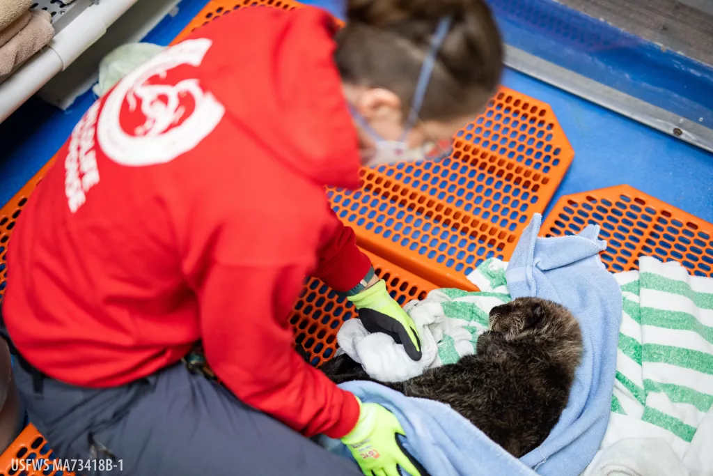 The Alaska SeaLife Center (ASLC) has admitted its first live patient of the 2025 wildlife response season a female northern sea otter pup rescued from a beach in Homer, Alaska. Estimated to be around two months old, the pup was found alone, lethargic, and malnourished.

The report came through ASLC’s 24-hour Stranded Marine Animal Hotline, prompting a swift response from ASLC wildlife response volunteers Mike Coffing and Sarah Wilhelm. After assessing the pup and confirming her critical condition, the team relayed their findings to ASLC staff in Seward, who immediately contacted the U.S. Fish and Wildlife Service to authorize her transport for urgent veterinary care. 

Before the journey to Seward, the pup received initial triage and stabilizing care at Kachemak Bay Animal Hospital, thanks to the support of Dr. Zach Gardenfors, ASLC Wildlife Response Staff Member Christie Hill, and the hospital team. Their rapid response helped prepare her for the next phase of treatment. With time of the essence, volunteer Mike helped get the pup to the ASLC faster by meeting the transport team en route.

“It was a super quick response by our Homer team that gave this little girl a chance,” said ASLC Husbandry Coordinator Deanna Trobaugh, who fielded the original call and helped coordinate the rescue. “It’s always a race against the clock with animals this young,” Trobaugh added. “Our team in Homer responded with urgency and compassion. Everything came together quickly to get her to the ASLC, where she could get the help she needed.”

Upon arrival at the Alaska SeaLife Center, the veterinary team found the pup suffering from dehydration, malnourishment, and a suspected injury to one of her front paws. She is currently receiving 247 care, stabilizing treatments, and additional diagnostics to better understand the severity of her condition.

Sea otter pups like this one need round-the-clock care in their earliest months of life, said Jane Belovarac, Wildlife Response Curator at ASLC. “They rely on their mothers for everything from grooming to nutrition, and when a pup is orphaned, it’s up to our team to step in. We’re doing everything we can to give this pup the best possible start.”

Those interested can follow the pup’s progress with behind-the-scenes rehab stories from the ASLC’s  Instagram and Facebook pages @AlaskaSeaLifeCenter.