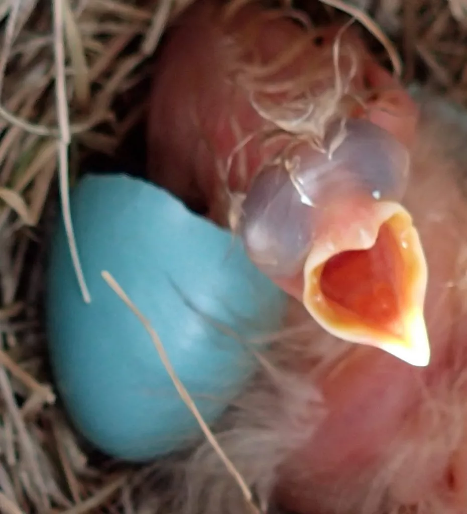 A robin nestling reaches for food in a nest on the upper Chandalar River in Alaska in 2015. Photo by Ned Rozell.