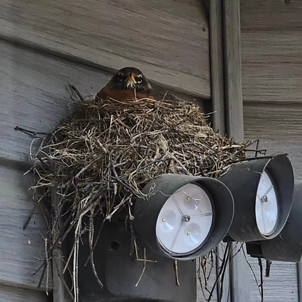 A robin peers from its nest upon floodlights at a home in Fairbanks. Photo by Bruce Miller.
