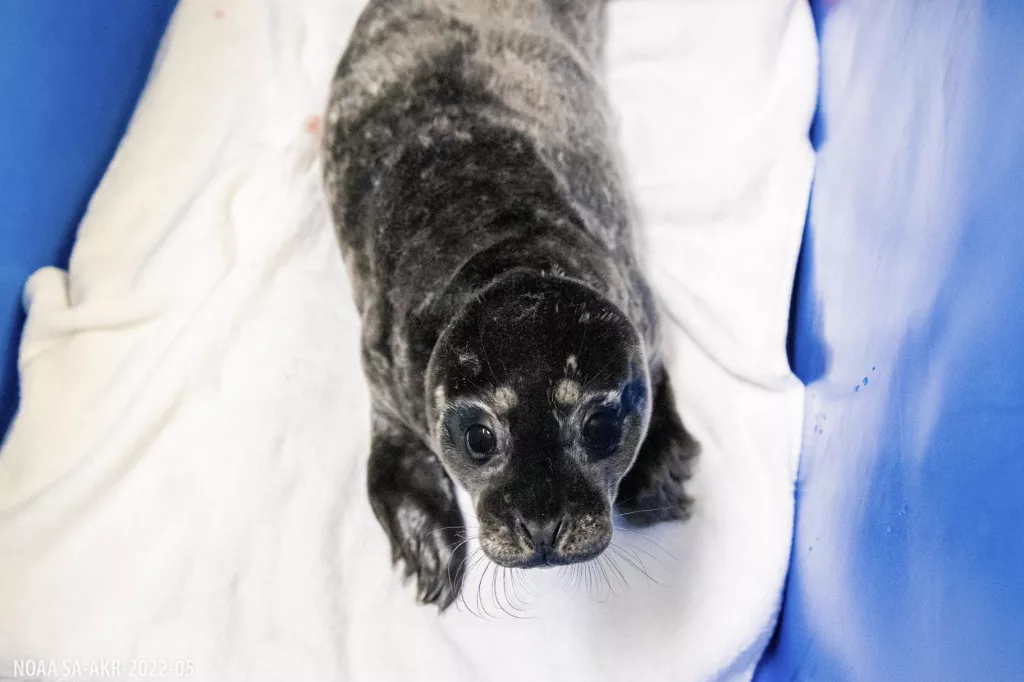 Premature harbor seal rescued, May 2025