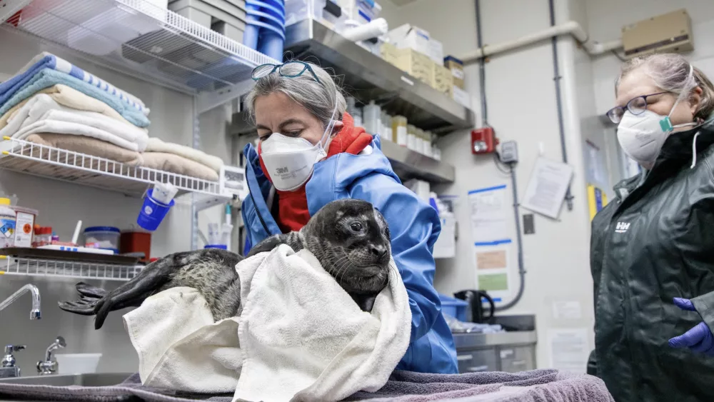 Premature harbor seal rescued, May 2025
