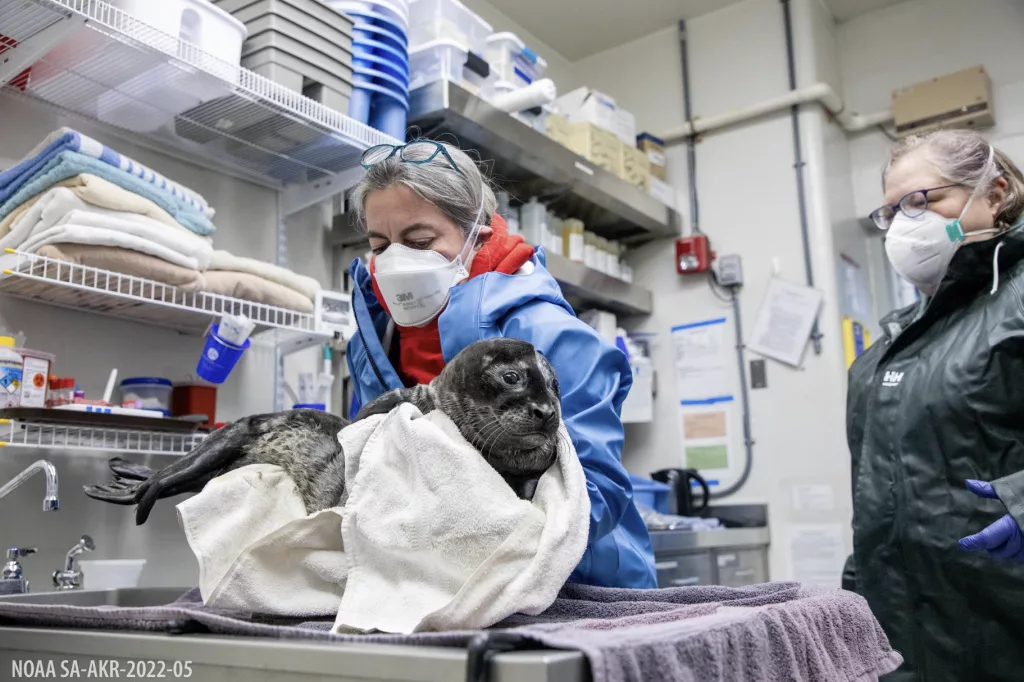 Premature harbor seal rescued, May 2025