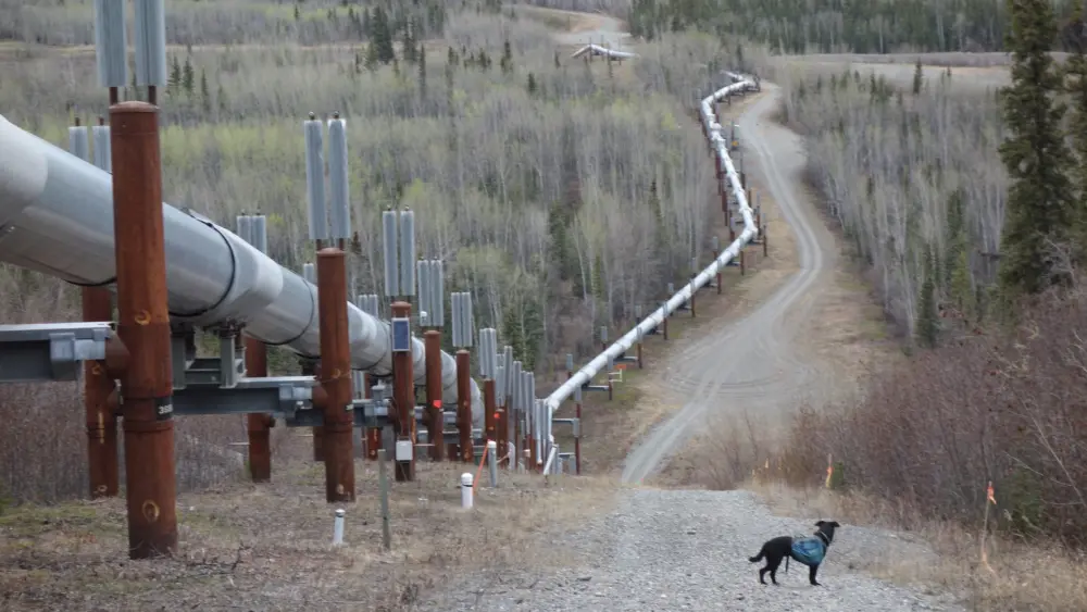 A section of above-ground trans-Alaska pipeline follows the landscape near the Klutina River south of Glennallen. Photo by Ned Rozell.
