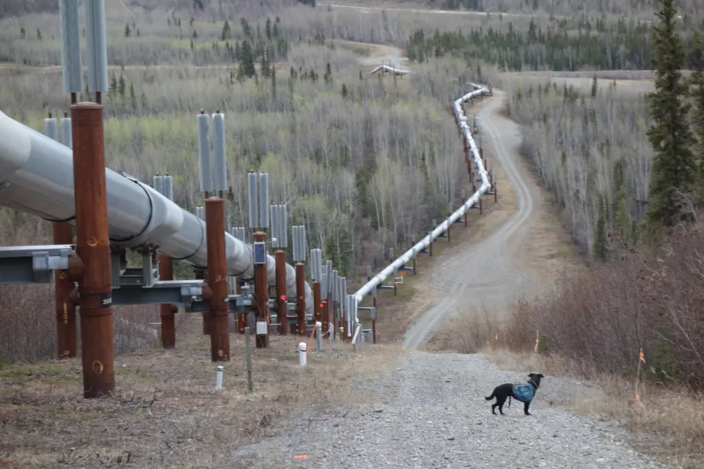A section of above-ground trans-Alaska pipeline follows the landscape near the Klutina River south of Glennallen. Photo by Ned Rozell.