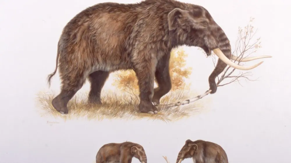 A mastodon compared beneath to a woolly mammoth. Illustration by George Rinaldino Teichmann, courtesy of Grant Zazula, Yukon Paleontology Program.