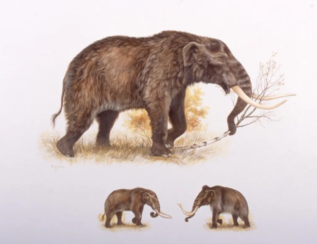 A mastodon compared beneath to a woolly mammoth. Illustration by George Rinaldino Teichmann, courtesy of Grant Zazula, Yukon Paleontology Program.