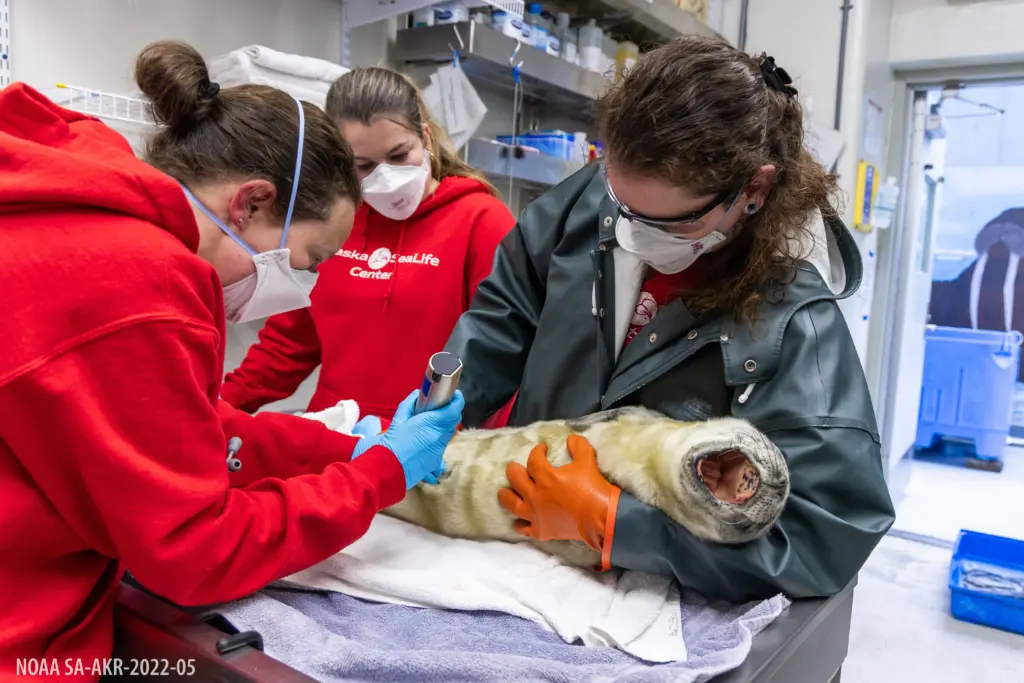 ASLC admits three harbor seals