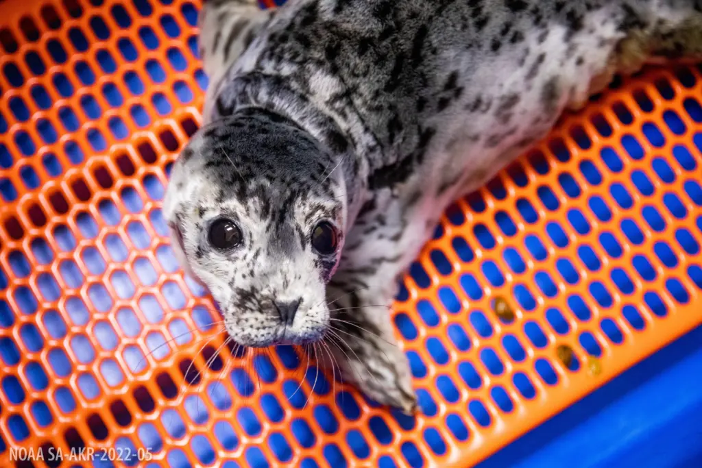ASLC admits three harbor seals
