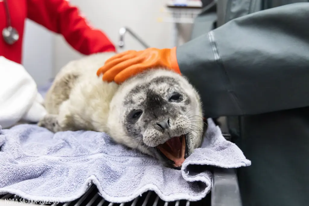 ASLC Admits Three Harbor Seals, June 2025,