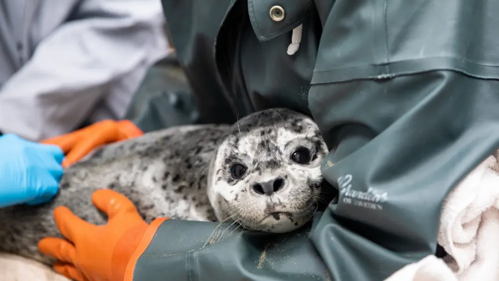 ASLC Admits Three Harbor Seals, June 2025,