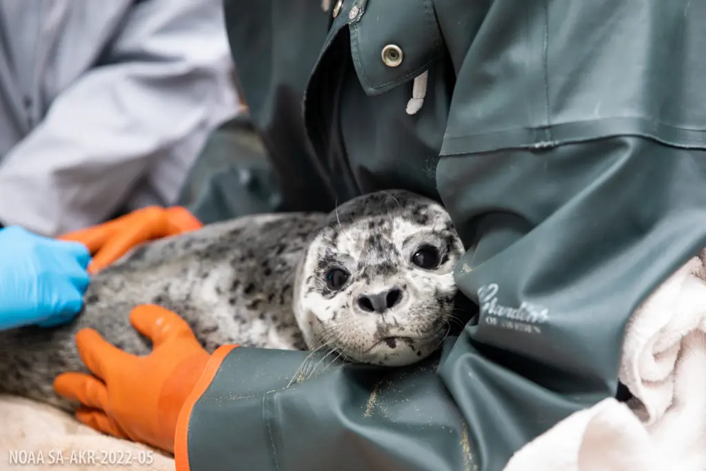 ASLC Admits Three Harbor Seals, June 2025,