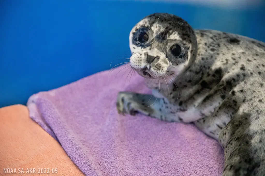ASLC Admits Three Harbor Seals, June 2025,