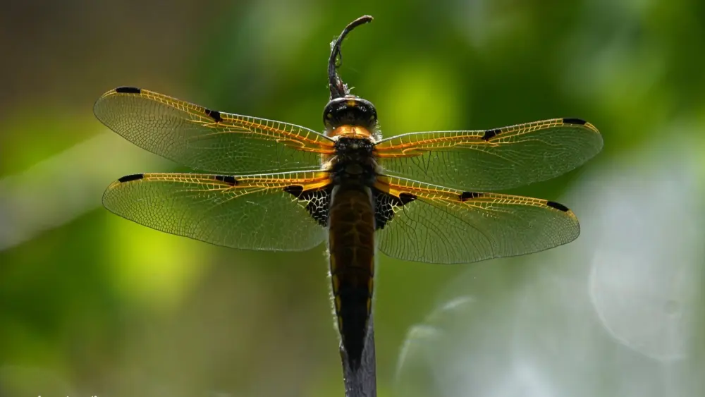A four-spot skimmer dragonfly pauses on a branch near Fairbanks in spring 2025. Photo by Brian Lotze.