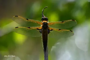 A four-spot skimmer dragonfly pauses on a branch near Fairbanks in spring 2025. Photo by Brian Lotze.