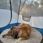 Nukka Camping: Our 14-year-old husky roughing it on her giant princess bed. For Dog Days.