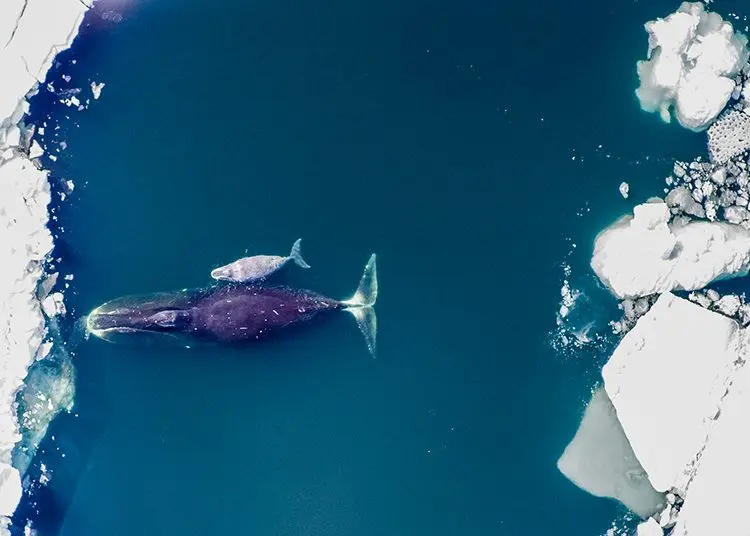 Photo courtesy of Amelia Brower/NOAA Fisheries, NMFS Permit # 14245AFSC A bowhead whale and calf swim in an ice lead.