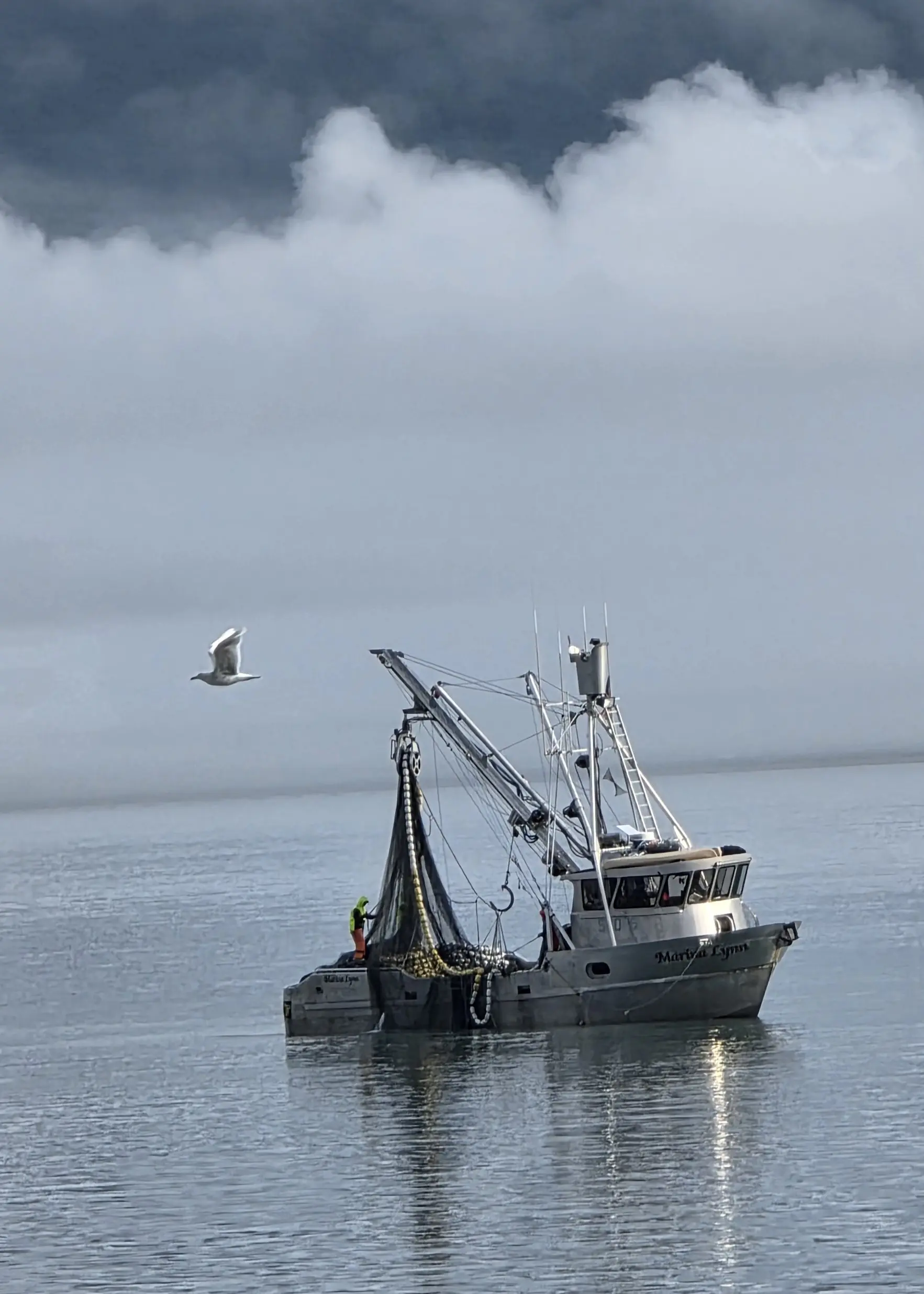 Purse Seiners in Port Valdez last Tuesday, July 2025 