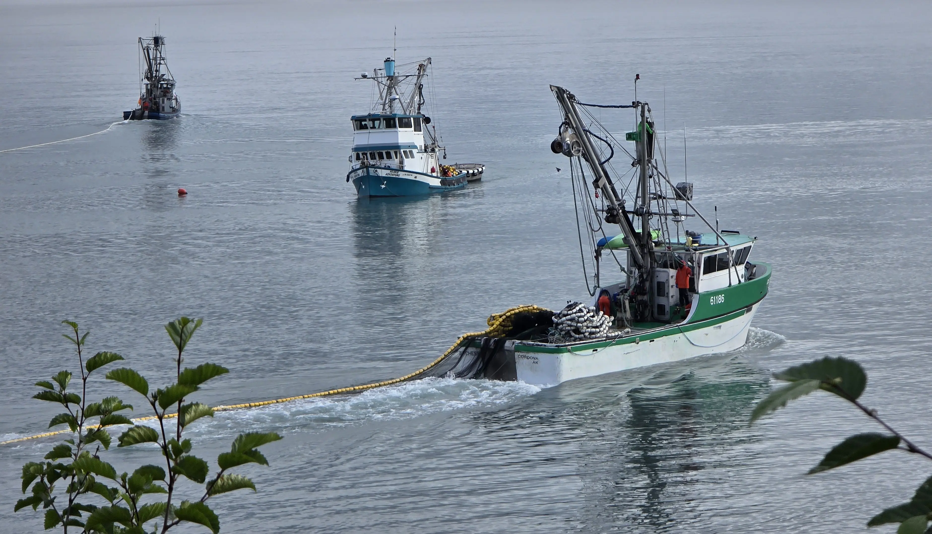 Purse Seiners in Port Valdez last Tuesday, July 2025 