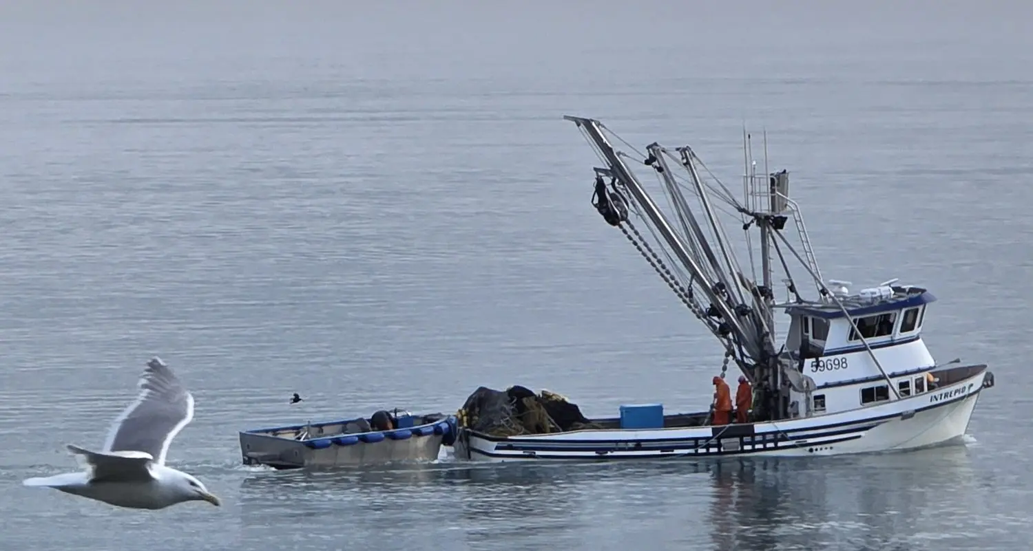 Purse Seiners in Port Valdez last Tuesday, July 2025 