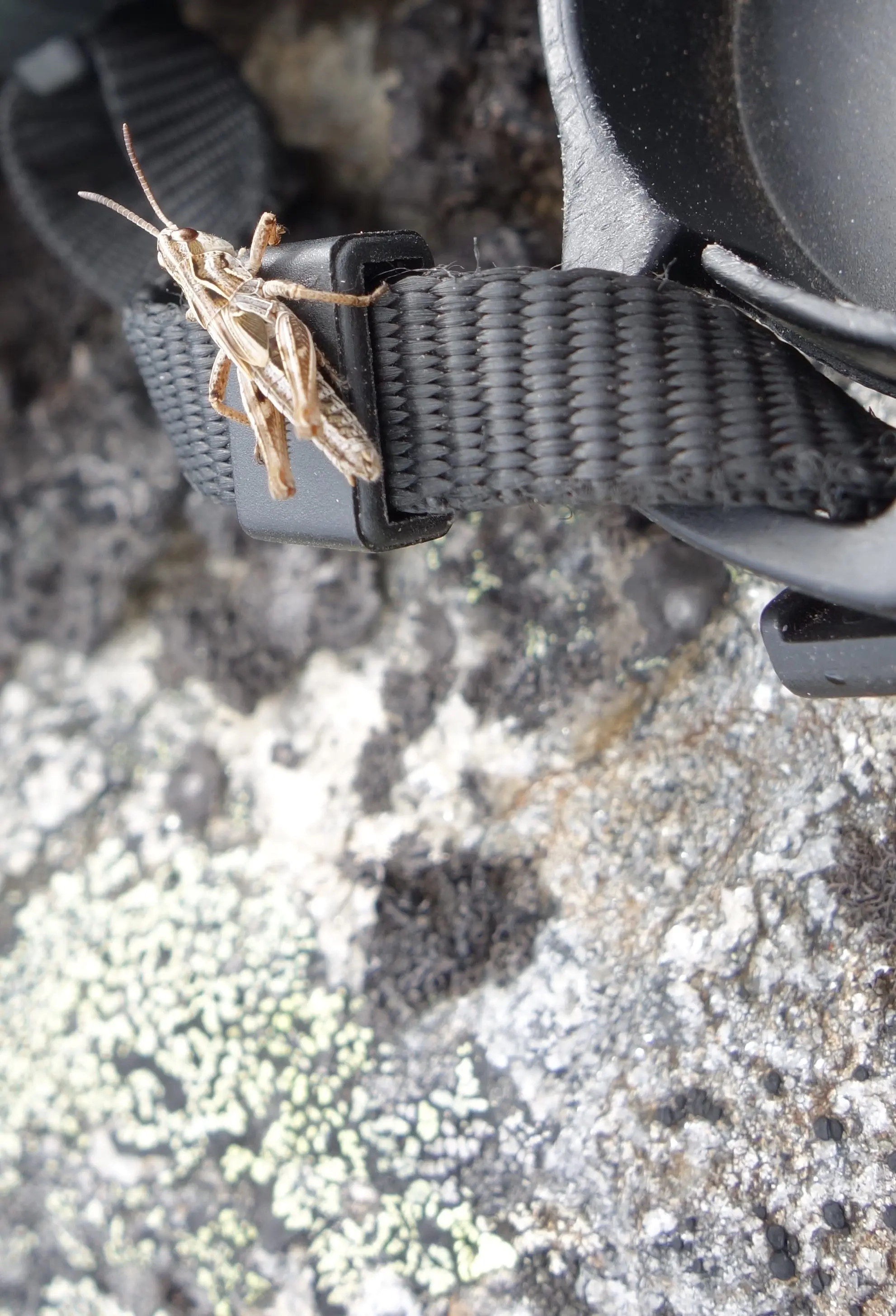 A grasshopper rests on a binocular strap in the alpine country of Interior Alaska. Photo by Ned Rozell.