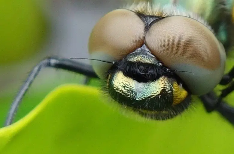 The eyes of a perched dragonfly in Southeast Alaska. Photo by Ned Rozell.