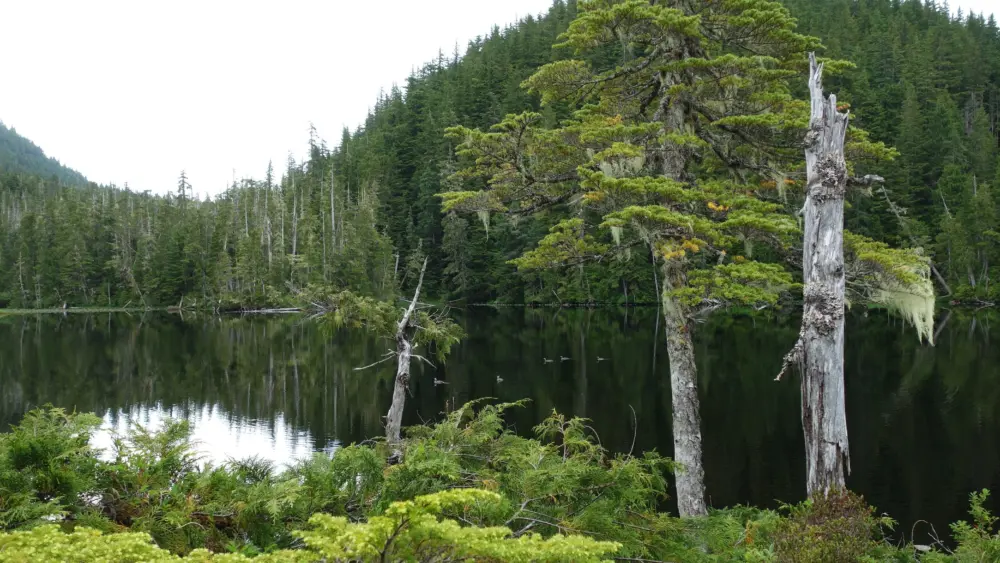 Ancient pollen grains and other plant remains found deep within Hummingbird Lake in Southeast Alaska give clues to its unglaciated past. This photo is of a similar lake in Southeast Alaska. Photo by Ned Rozell.