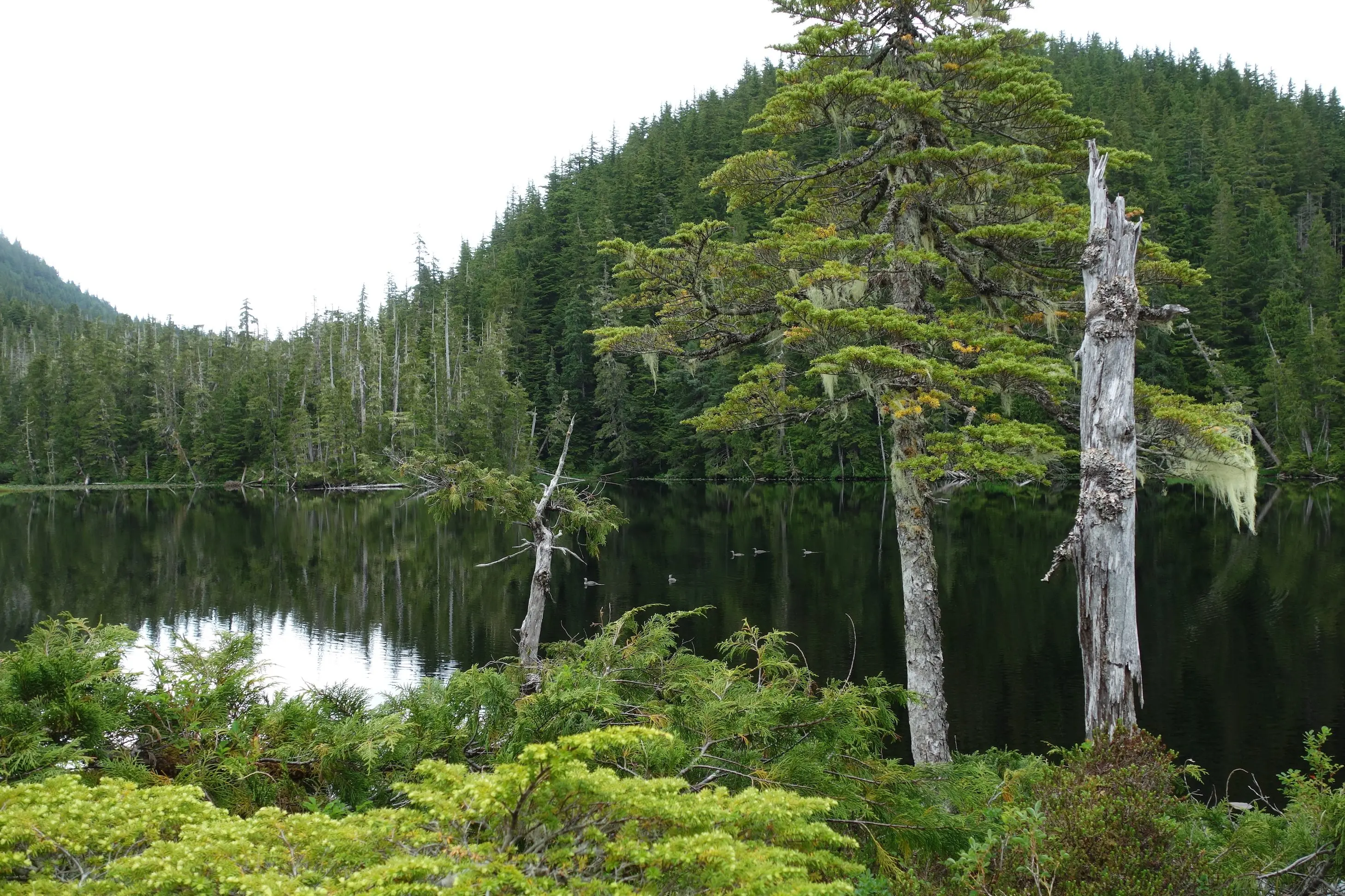 Ancient pollen grains and other plant remains found deep within Hummingbird Lake in Southeast Alaska give clues to its unglaciated past. This photo is of a similar lake in Southeast Alaska. Photo by Ned Rozell.
