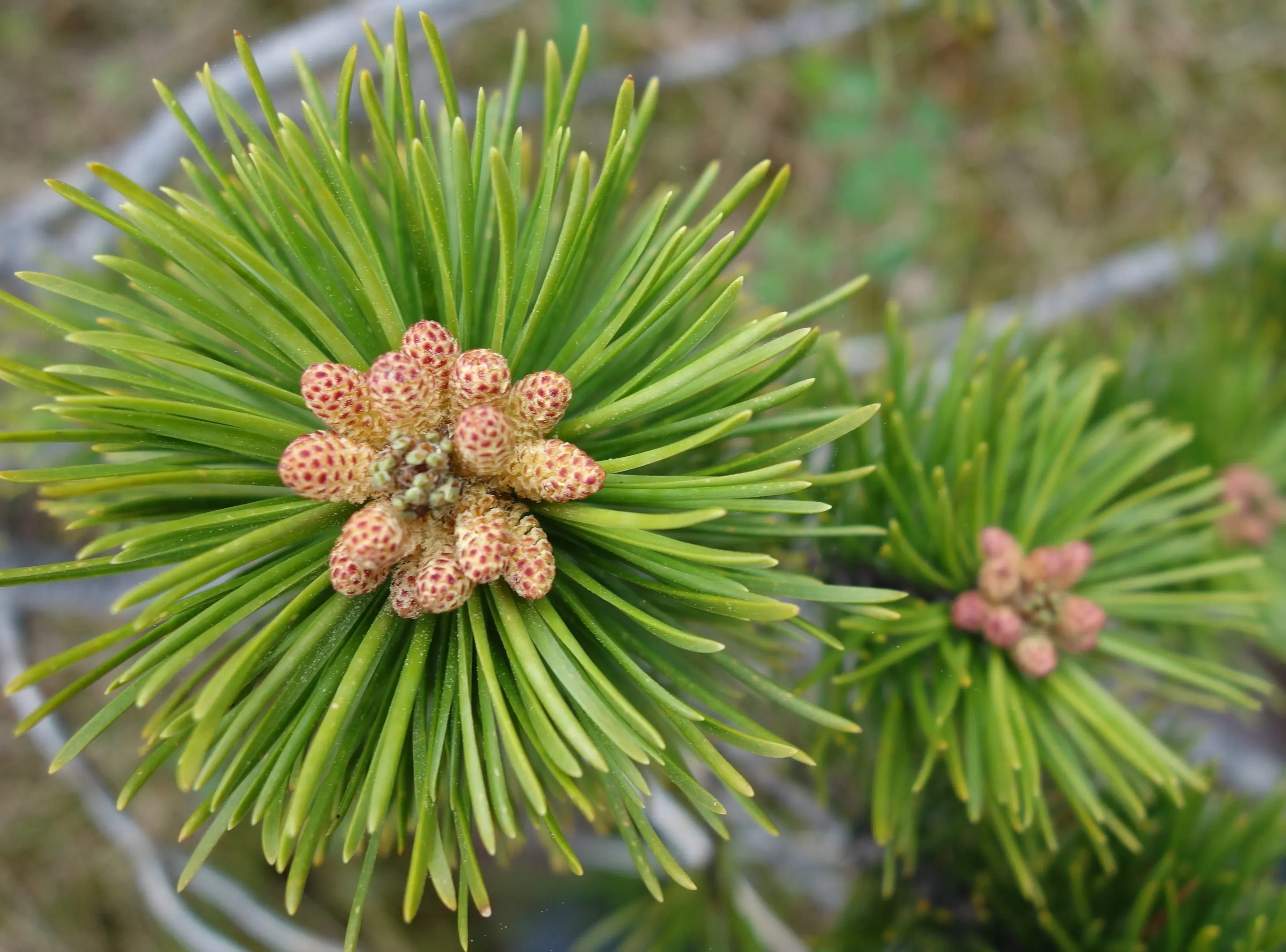 Pine pollen, such as that from this tree near Yakutat, endured for thousands of years in the bottom of Hummingbird Lake on Baranof Island. Photo by Ned Rozell.