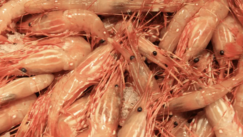 Shrimp
