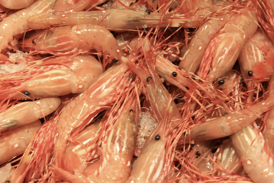 Shrimp