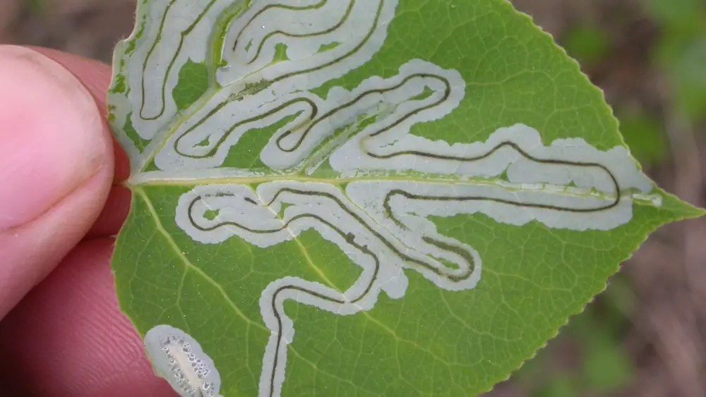 1. The caterpillar stage of the aspen leaf miner feeds on a leaf. Photo by Ned Rozell.