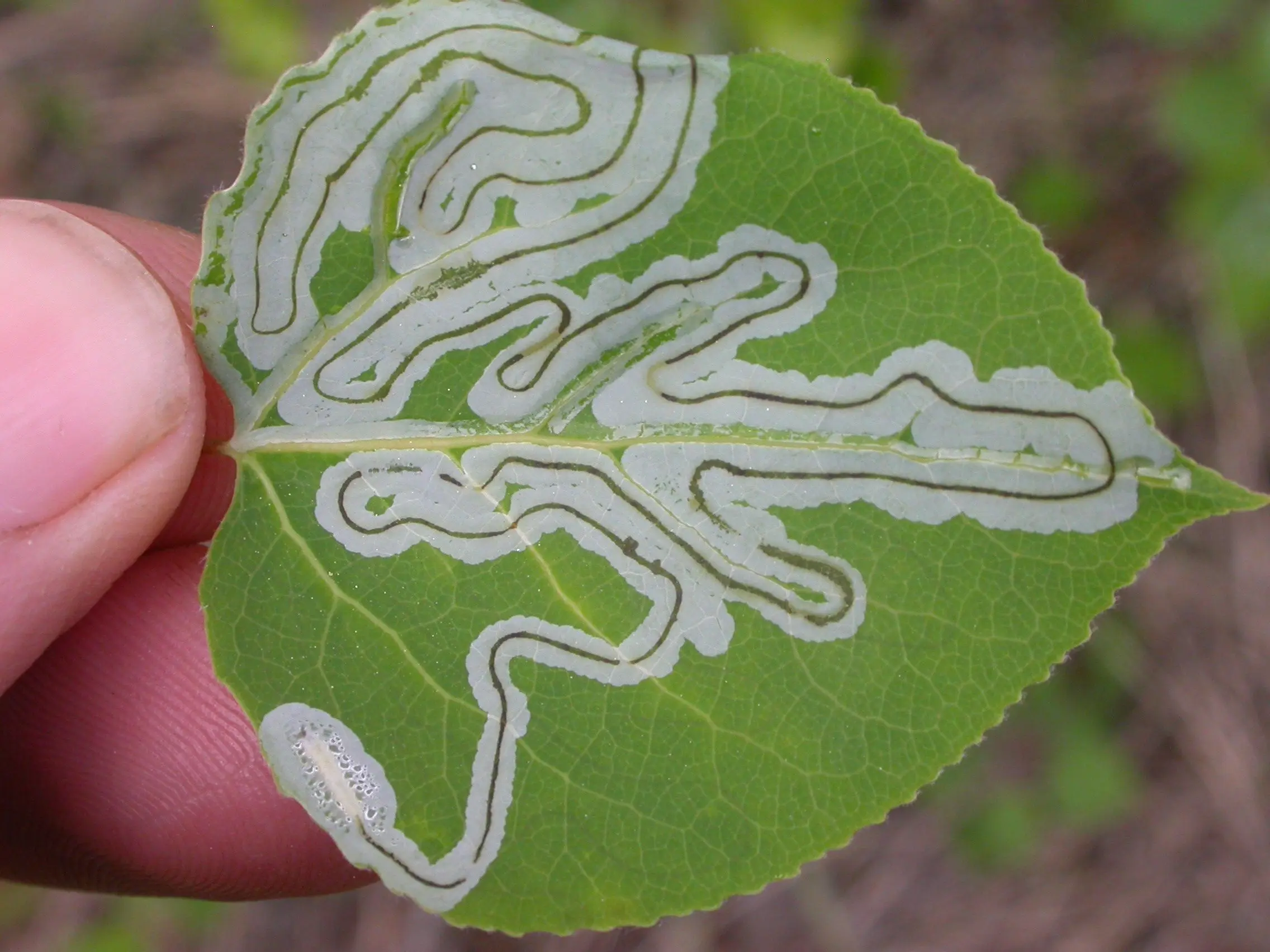 1. The caterpillar stage of the aspen leaf miner feeds on a leaf. Photo by Ned Rozell.