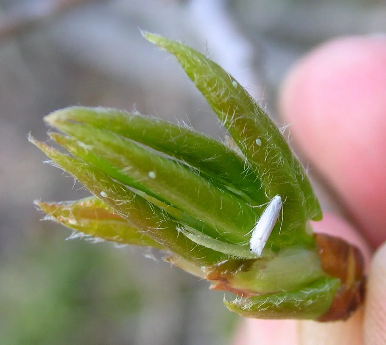 2. The moth stage of an aspen leaf miner lays eggs on an aspen leaf bud in springtime. Photo by Pat Doak.