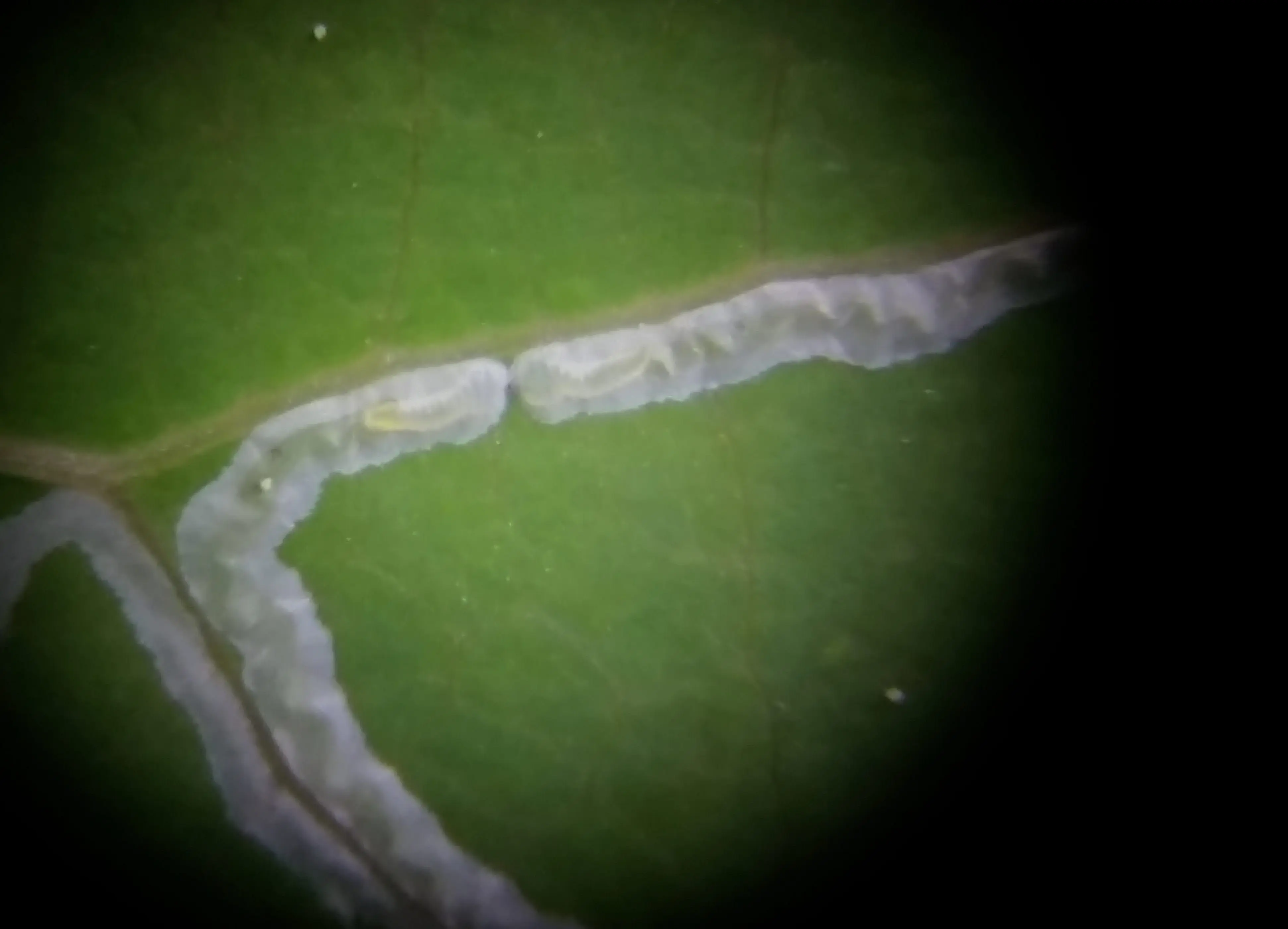 3. Two larvae of the aspen leaf miner progress toward a meeting, and probably a battle, within an aspen leaf under magnification. Photo by Pat Doak.