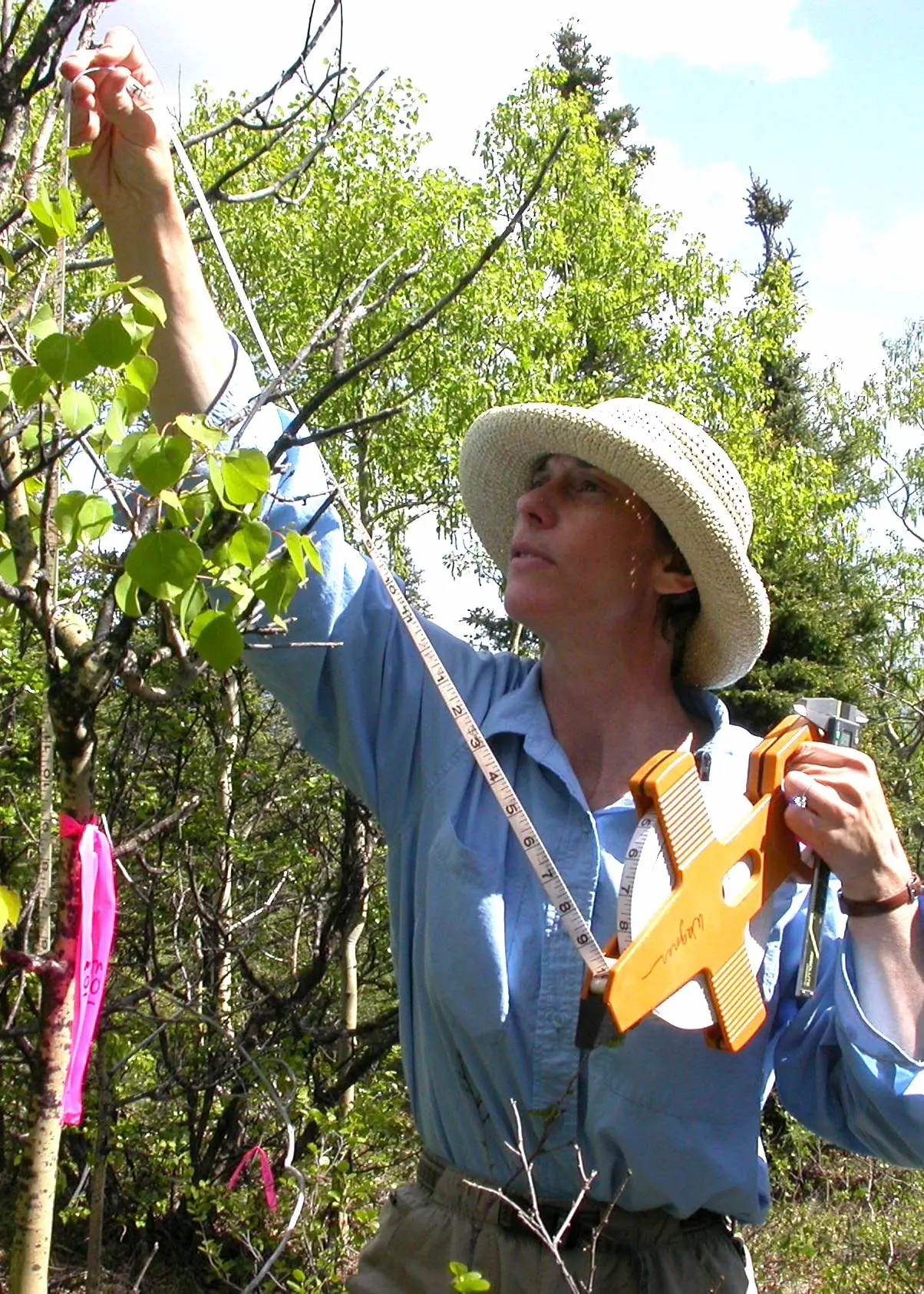 4. Biologist Diane Wagner measures an aspen tree during leaf miner research on Ester Dome near Fairbanks in 2005. Photo by Ned Rozell.