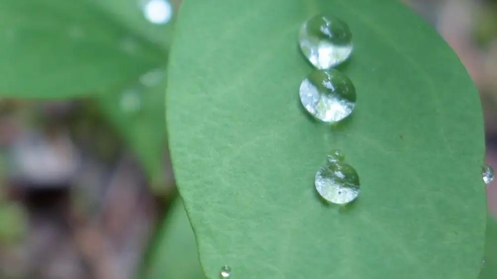 Water droplets rest on a leaf in Interior Alaska. Photo by Ned Rozell.