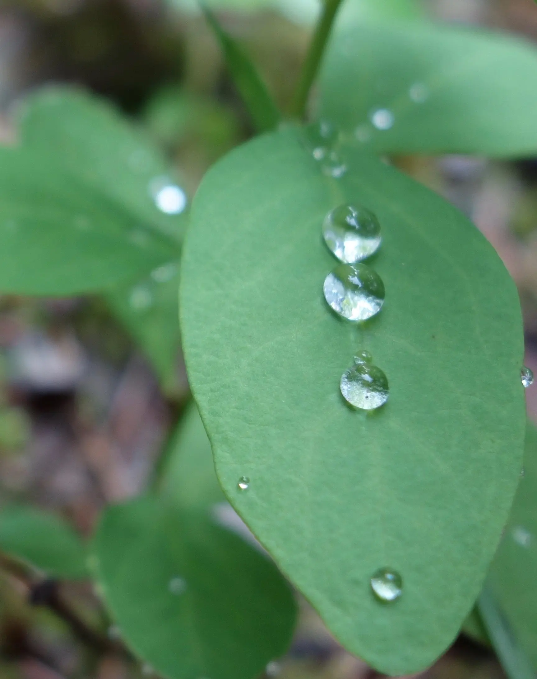 Water droplets rest on a leaf in Interior Alaska. Photo by Ned Rozell.