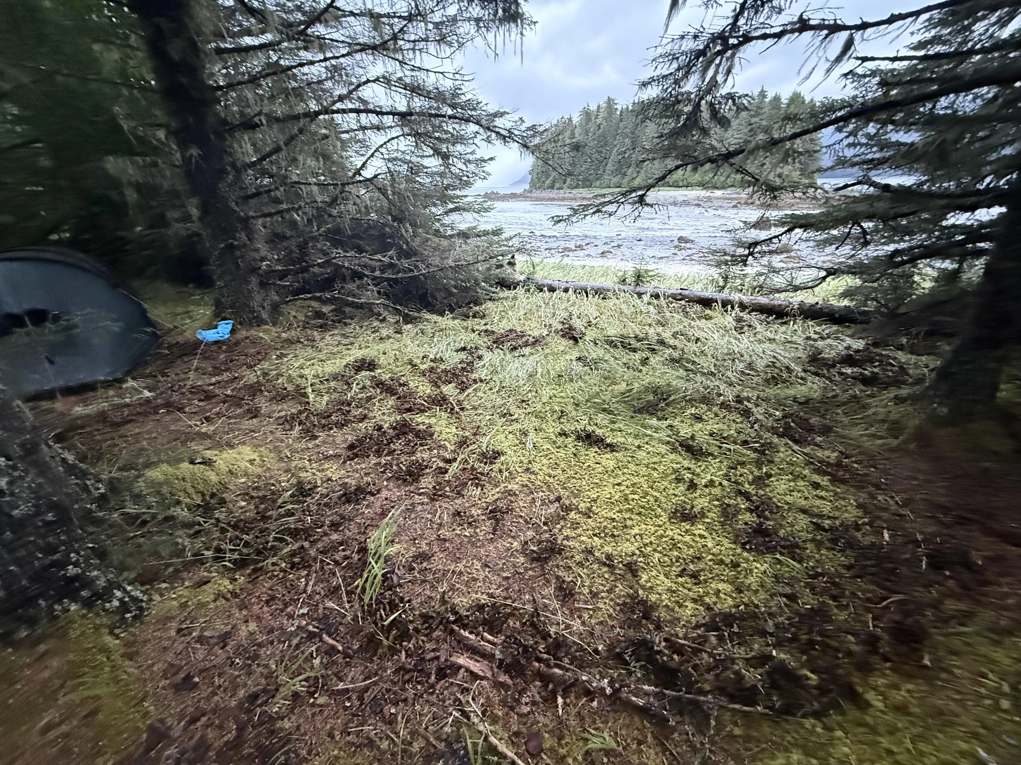 Sasha Calvey and two friends were sleeping in the tent at left when they woke to the tsunami-driven ocean, which rose to the level of the log in the center of the photo. Photo by Sasha Calvey.