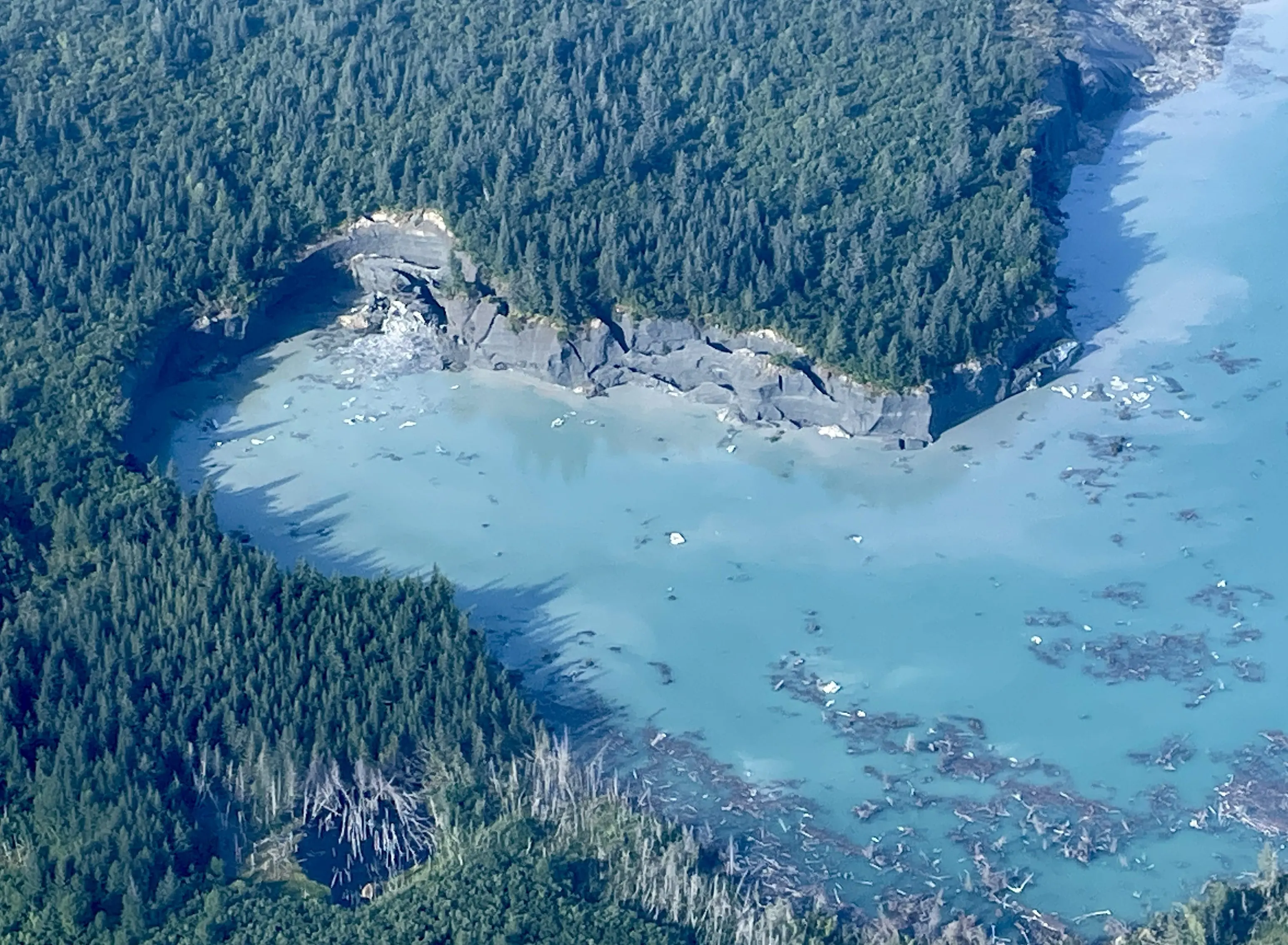 A mature forest grows on the ice of Malaspina Glacier at the west end of ever-expanding Sitkagi Lagoon in 2025. Photo by Ned Rozell.