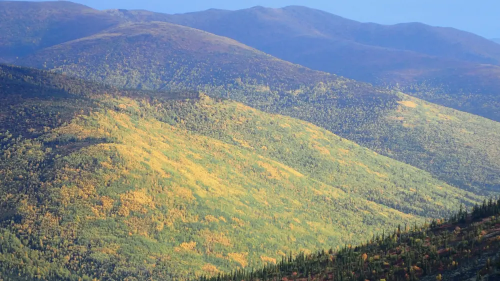 1. Golds and greens of aspens and birches adorn a hillside above the Angel Creek drainage east of Fairbanks. Photo by Ned Rozell.
