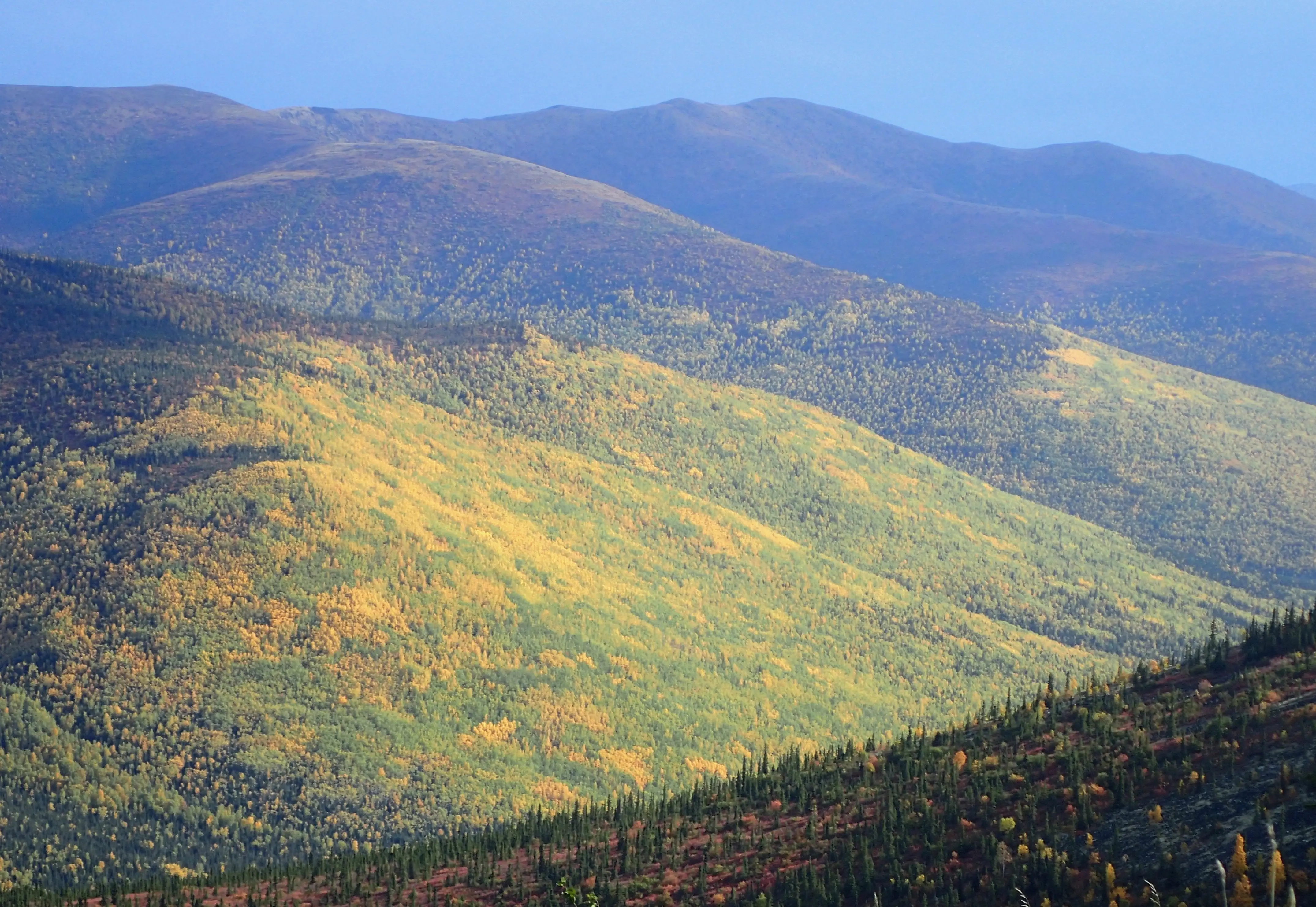 1. Golds and greens of aspens and birches adorn a hillside above the Angel Creek drainage east of Fairbanks. Photo by Ned Rozell.