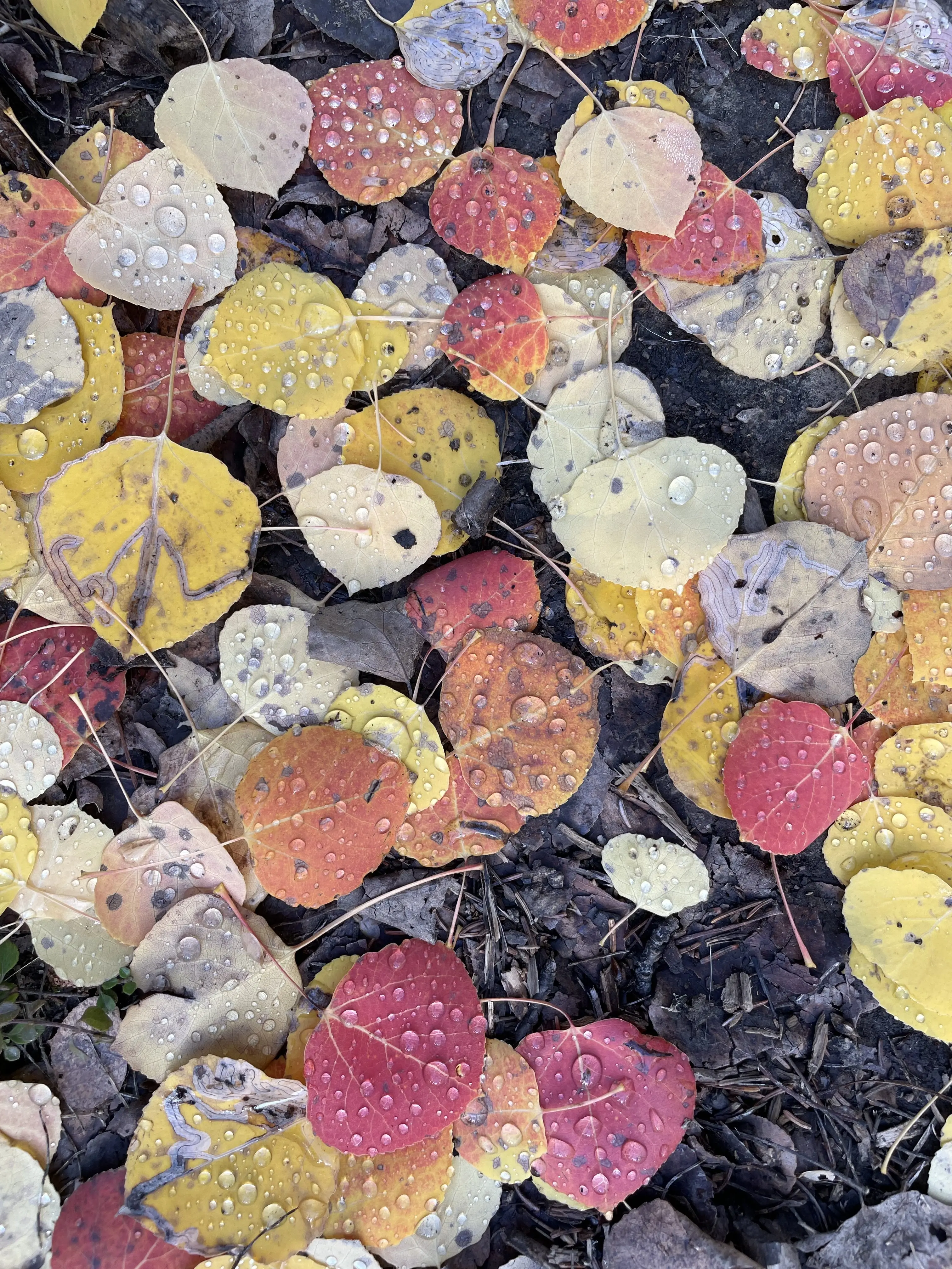 2. Shed leaves rest on the forest floor in Fairbanks. Photo by Ned Rozell.