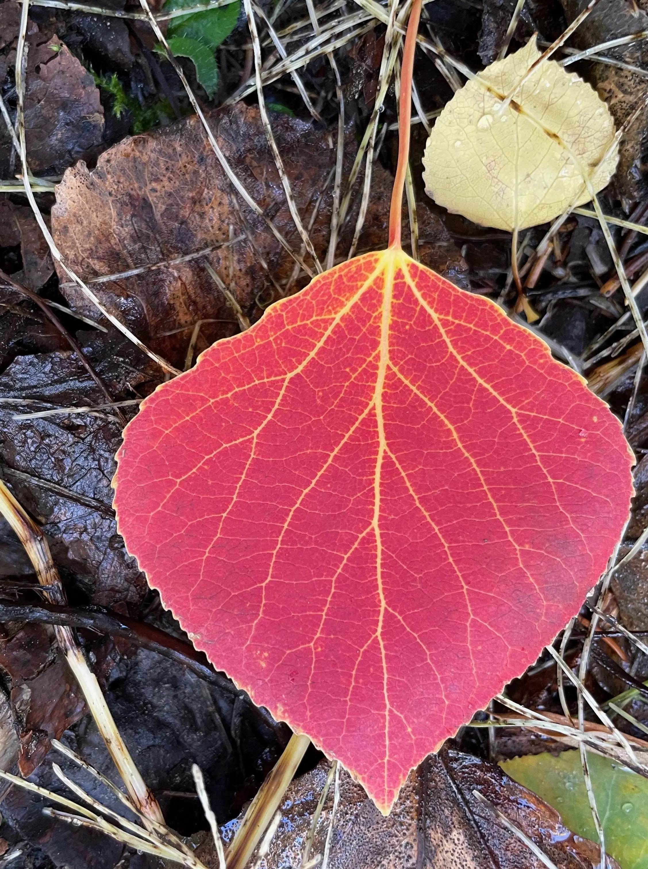 3. A leaf that fell from an aspen tree in Fairbanks glows red upon the forest floor. Photo by Ned Rozell
