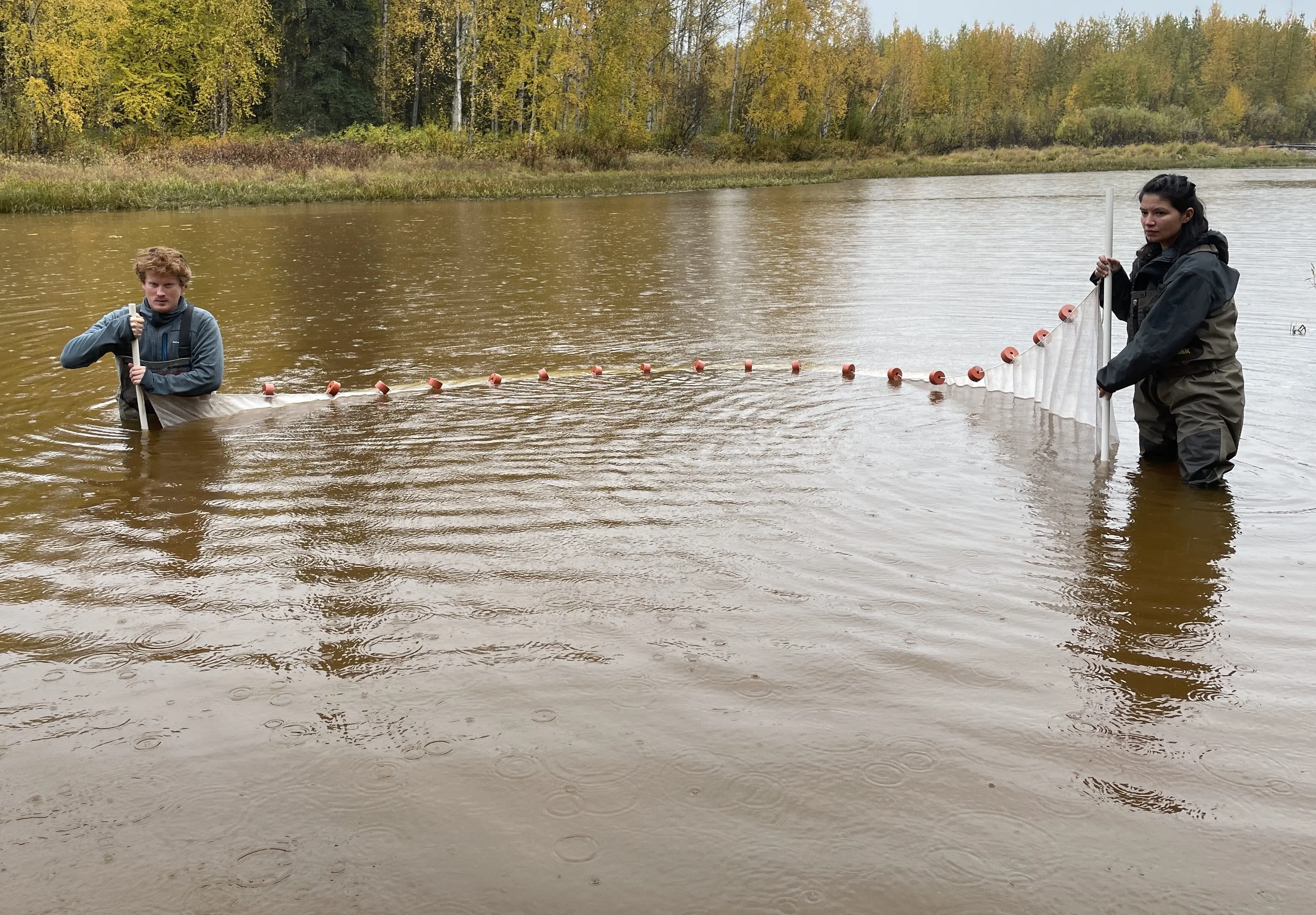 2. Raven Dawson, left, and Kristen Reece use a net to learn which fish species might be present in a slough connected to the upper Chena River in September 2025. Photo by Ned Rozell.