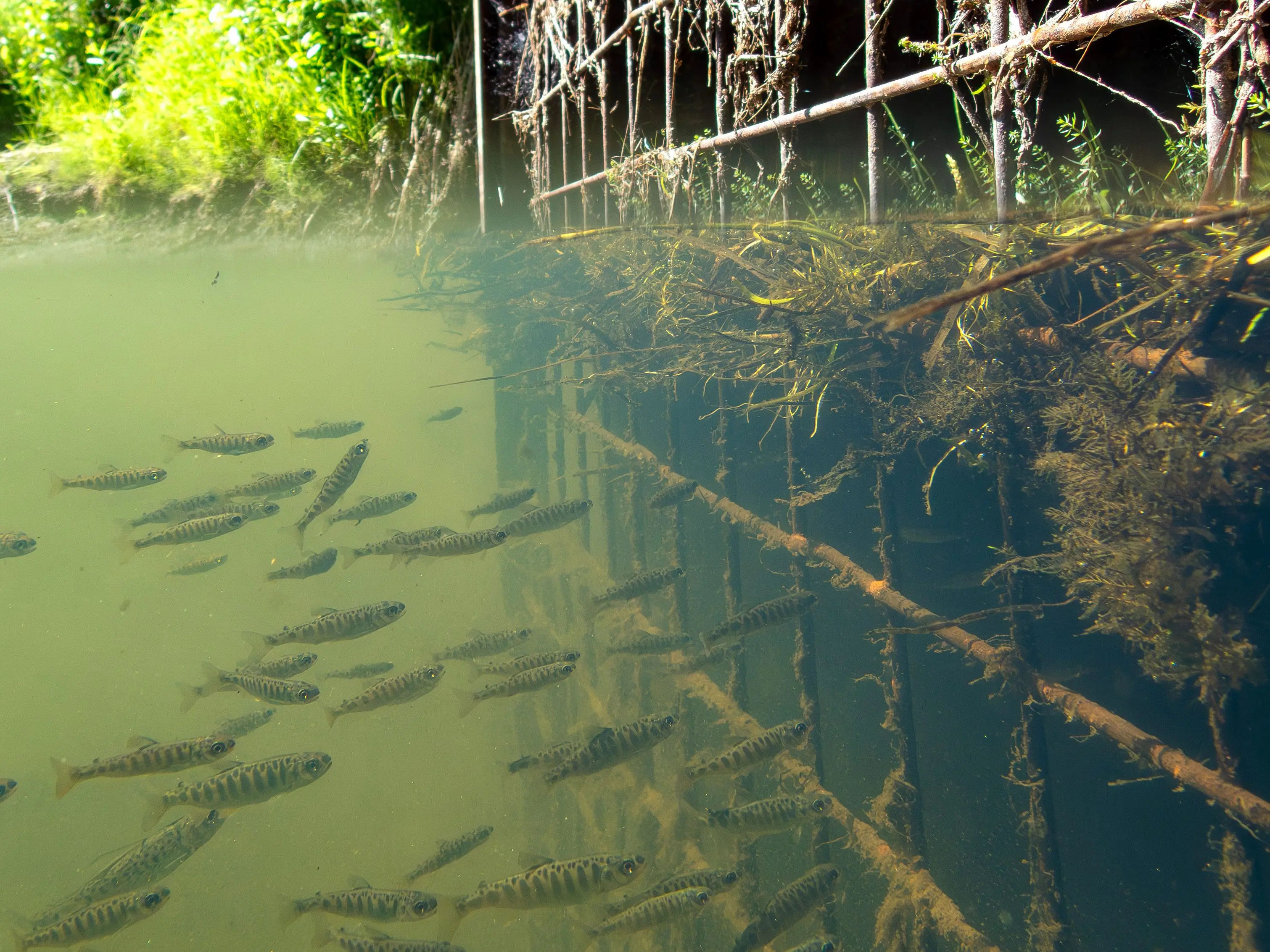 4. In July 2025, king salmon in their first year of life congregate in front of a culvert that leads to a warm-water slough and former river channel of the Chena River in Fairbanks. Photo courtesy Erik Schoen.
