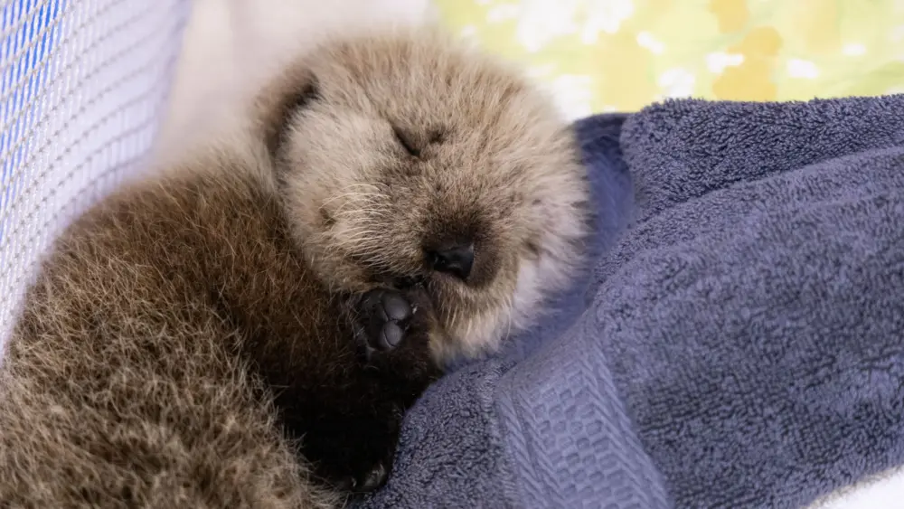 Rescued sea otter pup, Photo Credit to Kaiti Grant, Alaska SeaLife Center.